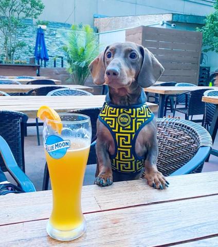 Happy hour at the beer garden! Who’s bringing their pup along?