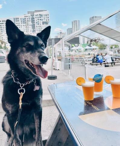 A dog can be a drinking buddy and that’s a fact.

📸: @shelbygalan