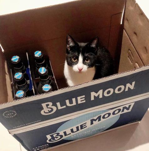 Who could pounce on a Blue Moon this #NationalCatDay ?

📸 : @threecats_indahouse