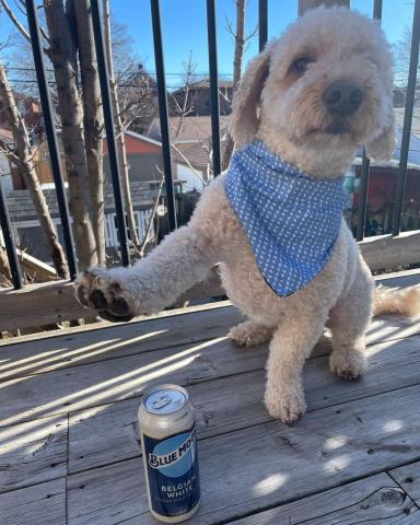 A good boi and a good beer. What more do you need to brighten up the day?